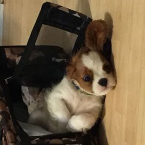 Meet your Posher, Sharnelle